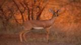 Amazing Africa