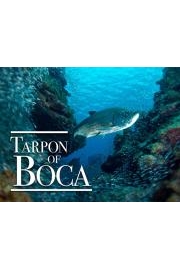 Tarpon of Boca