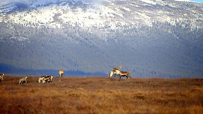 Sasquatch Mountain Man Season 4 Episode 3