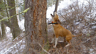 Sasquatch Mountain Man Season 4 Episode 5