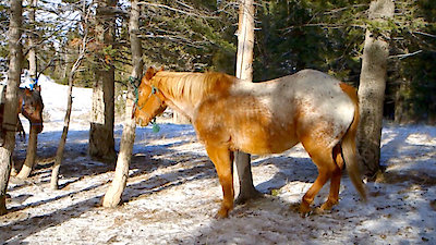 Sasquatch Mountain Man Season 4 Episode 7