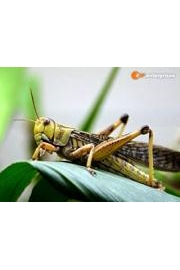 Animals that Changed History