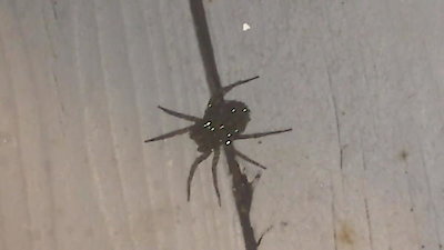 Nature's Strangest Mysteries: Solved Season 1 Episode 1