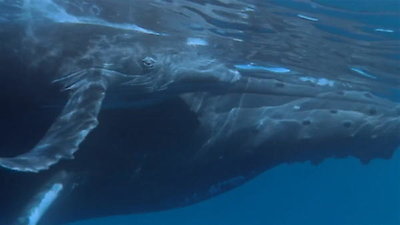 Nature's Strangest Mysteries: Solved Season 1 Episode 3