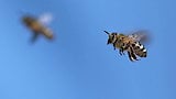 Times Square Bee Swarm