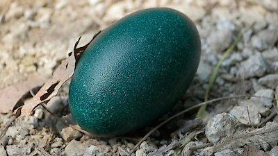 Nature's Strangest Mysteries: Solved Season 1 Episode 5