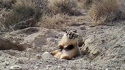 Nature's Strangest Mysteries: Solved Season 1 Episode 8