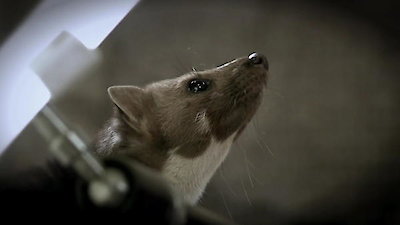 Nature's Strangest Mysteries: Solved Season 1 Episode 9