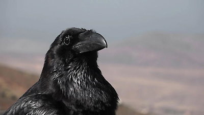 Nature's Strangest Mysteries: Solved Season 1 Episode 10