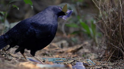 Nature's Strangest Mysteries: Solved Season 1 Episode 12