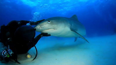 Nature's Strangest Mysteries: Solved Season 1 Episode 13