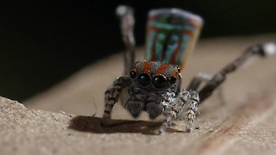 Nature's Strangest Mysteries: Solved Season 1 Episode 14