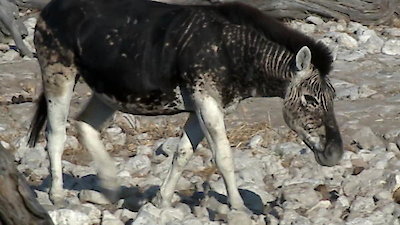 Nature's Strangest Mysteries: Solved Season 1 Episode 15