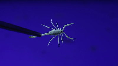 Nature's Strangest Mysteries: Solved Season 1 Episode 16