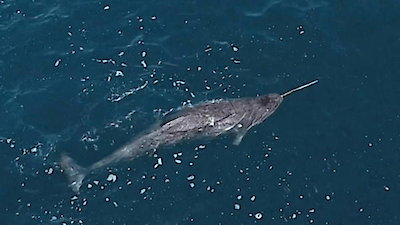 Nature's Strangest Mysteries: Solved Season 1 Episode 17