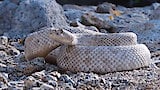 Rattleless Rattlesnake