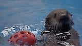 Sea Otter Summer Camp