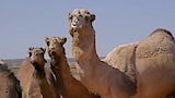 Wild Camel Chase