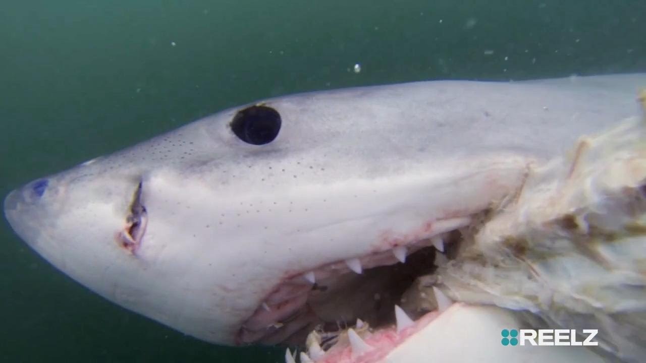 Shark Terror: The Real Jaws