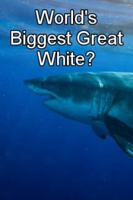 World's Biggest Great White?