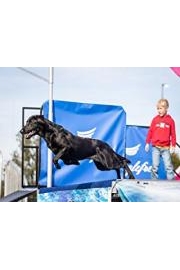 Super Retriever Series Crown Championship