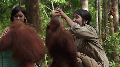 Orangutan Jungle School Season 1 Episode 1
