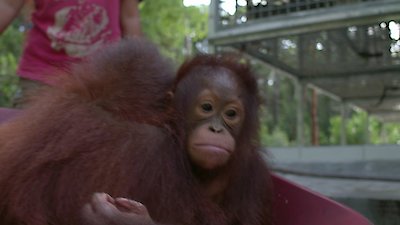 Orangutan Jungle School Season 1 Episode 6