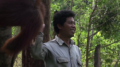 Orangutan Jungle School Season 1 Episode 7