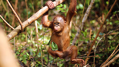 Orangutan Jungle School Season 2 Episode 1