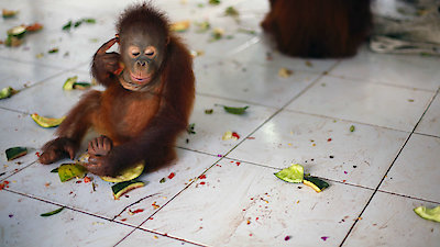 Orangutan Jungle School Season 2 Episode 2