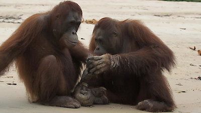 Orangutan Jungle School Season 2 Episode 5