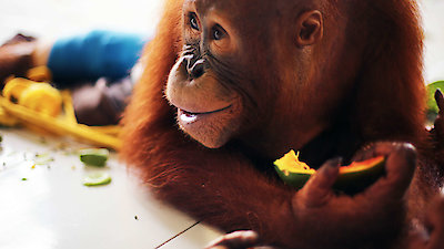 Orangutan Jungle School Season 2 Episode 3