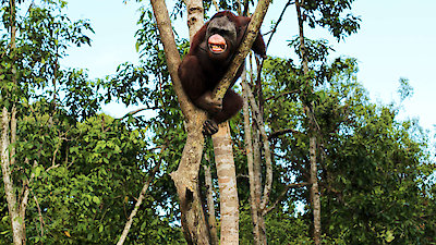 Orangutan Jungle School Season 2 Episode 4
