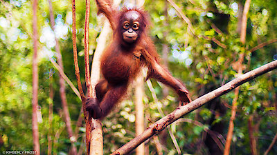 Orangutan Jungle School Season 2 Episode 6