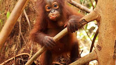 Orangutan Jungle School Season 2 Episode 8