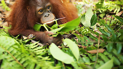 Orangutan Jungle School Season 2 Episode 9