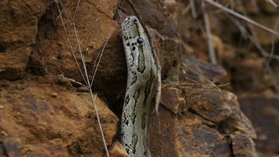 Queen of the Pythons Season 1 Episode 1