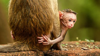 Animal Babies: First Year on Earth Season 1 Episode 1