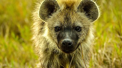 Animal Babies: First Year on Earth Season 1 Episode 3