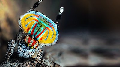 Magical Land of Oz Season 1 Episode 3