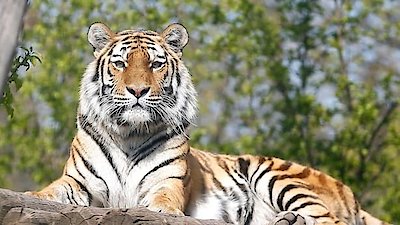 The Secret Lives Of Big Cats Season 1 Episode 1