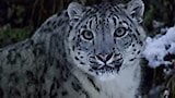 The Secret Lives Of Snow Leopards