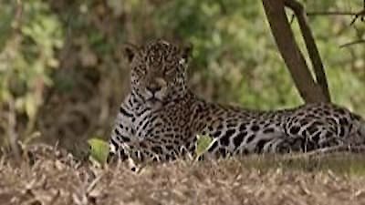 The Secret Lives Of Big Cats Season 1 Episode 6