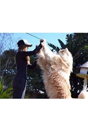 Dodo Sing Dodo Dance