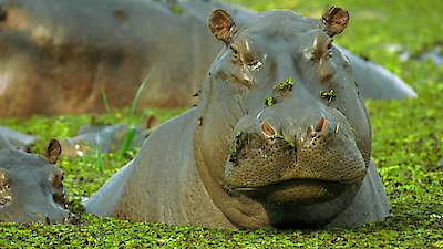 Life From Above Season 1 Episode 1