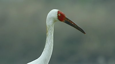 Life From Above Season 1 Episode 4