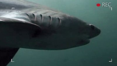 When Vacations Attack Season 1 Episode 2