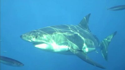 When Vacations Attack Season 1 Episode 4