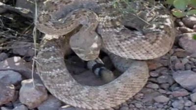 When Vacations Attack Season 1 Episode 14