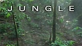 Jungle